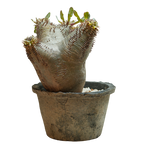 pachypodium enigmaticum • ③