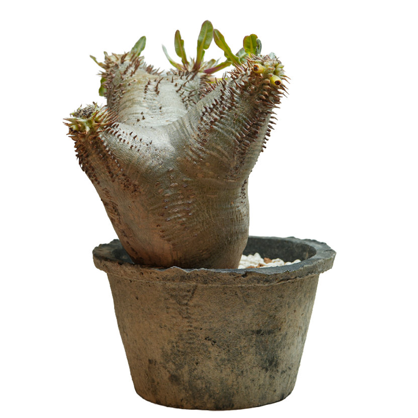 pachypodium enigmaticum • ③