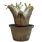 pachypodium enigmaticum • ③