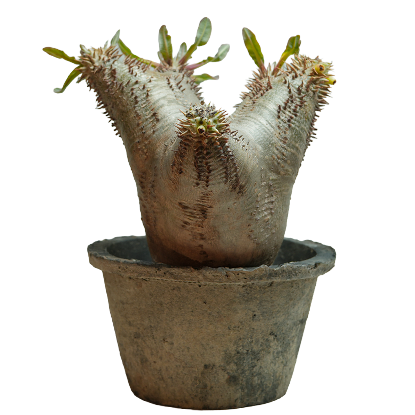 pachypodium enigmaticum • ③