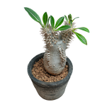 pachypodium brevicaule x densiflorum • ①