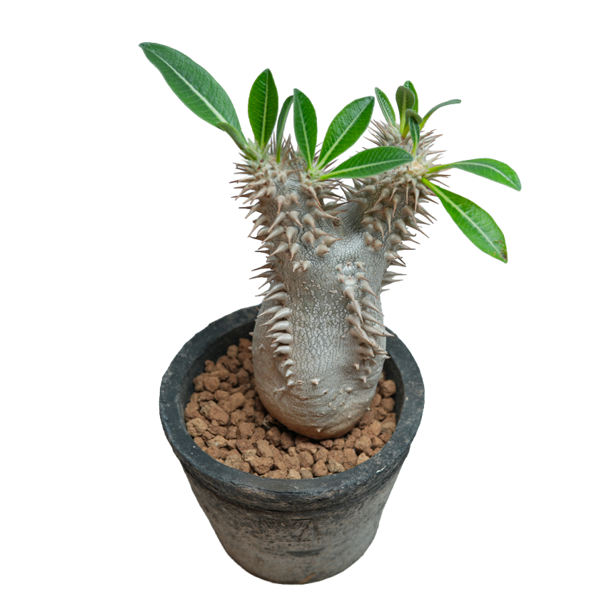 pachypodium brevicaule x densiflorum • ①