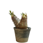 pachypodium enigmaticum • ②