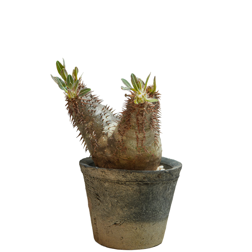 pachypodium enigmaticum • ②