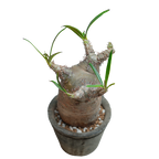 pachypodium gracilius • ⑯