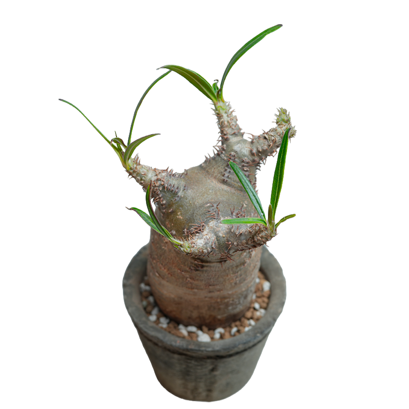 pachypodium gracilius • ⑯