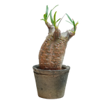pachypodium gracilius • ⑯