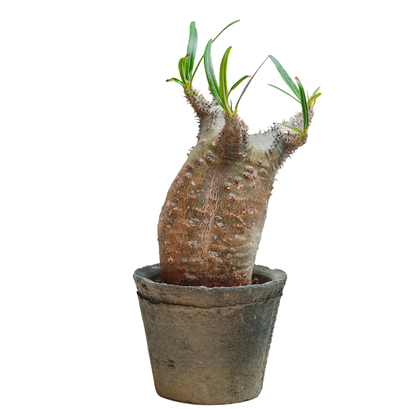 pachypodium gracilius • ⑯