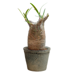 pachypodium gracilius • ⑯