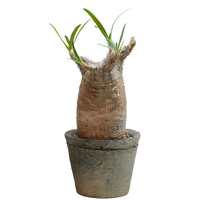 pachypodium gracilius • ⑯