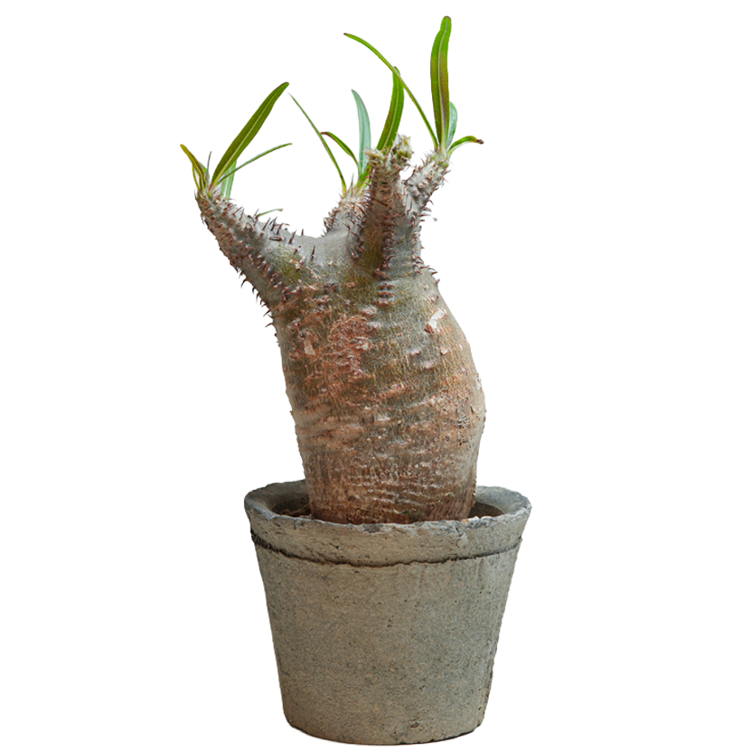 pachypodium gracilius • ⑯