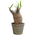 pachypodium gracilius • ⑯