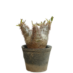 pachypodium enigmaticum • ②