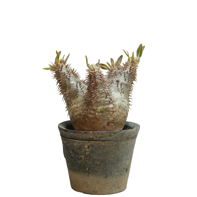 pachypodium enigmaticum • ②
