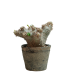 pachypodium ebisu daikoku • えびすだいこく • ③