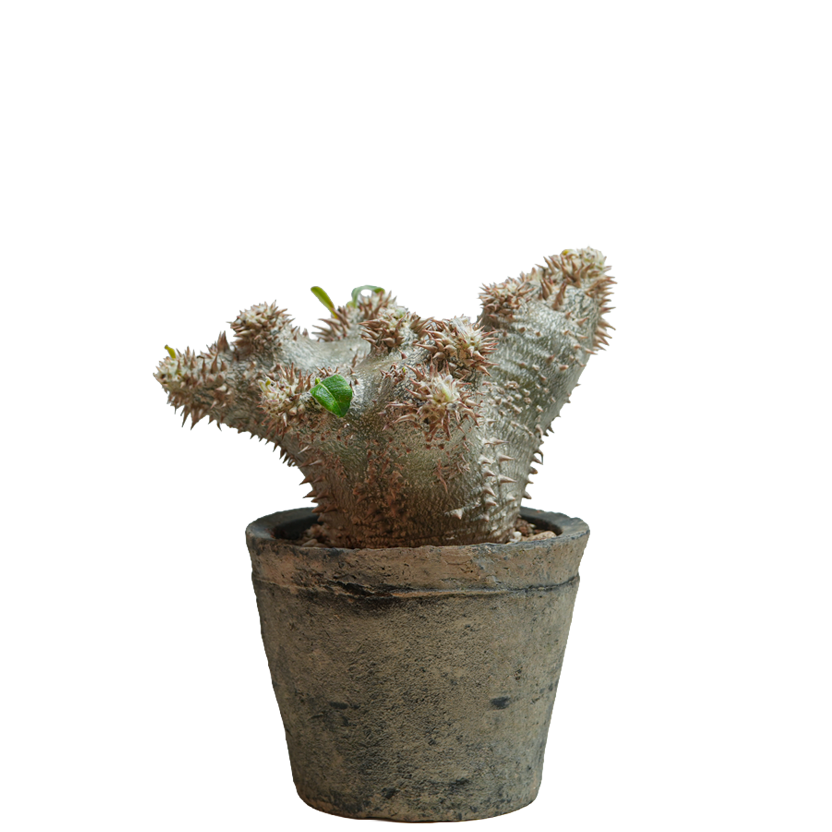 pachypodium ebisu daikoku • えびすだいこく • ③