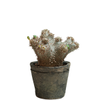pachypodium ebisu daikoku • えびすだいこく • ③