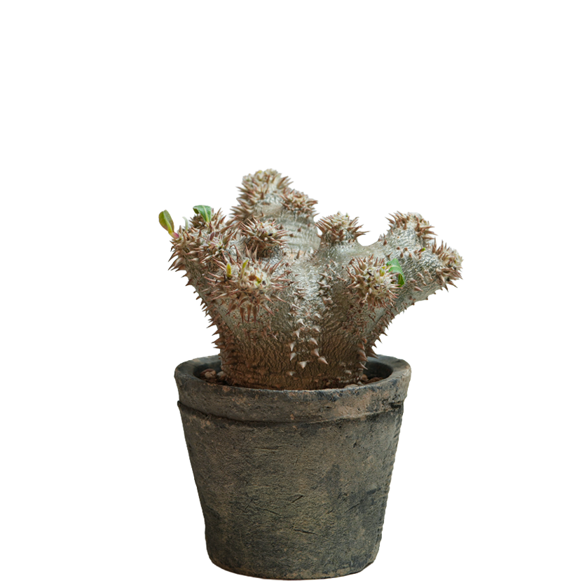 pachypodium ebisu daikoku • えびすだいこく • ③