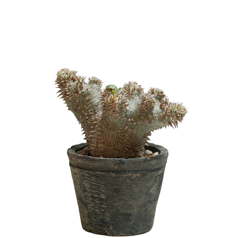 pachypodium ebisu daikoku • えびすだいこく • ③