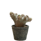 pachypodium ebisu daikoku • えびすだいこく • ③