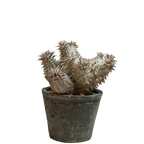 pachypodium ebisu daikoku • えびすだいこく • ②