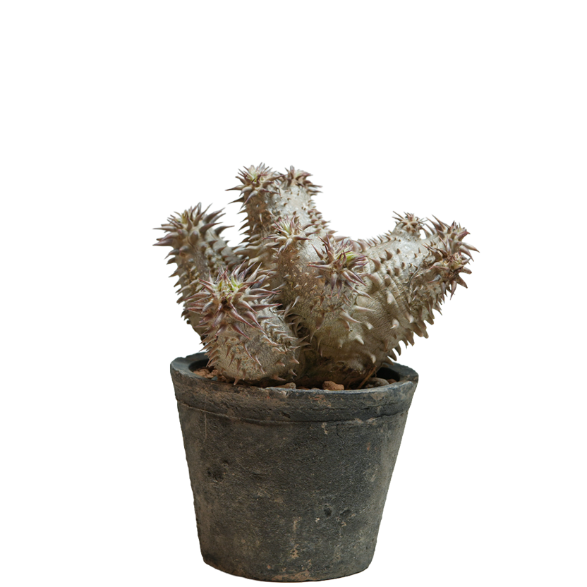 pachypodium ebisu daikoku • えびすだいこく • ②