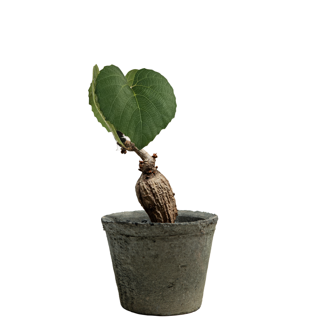 ampelocissus martini (wild grape)