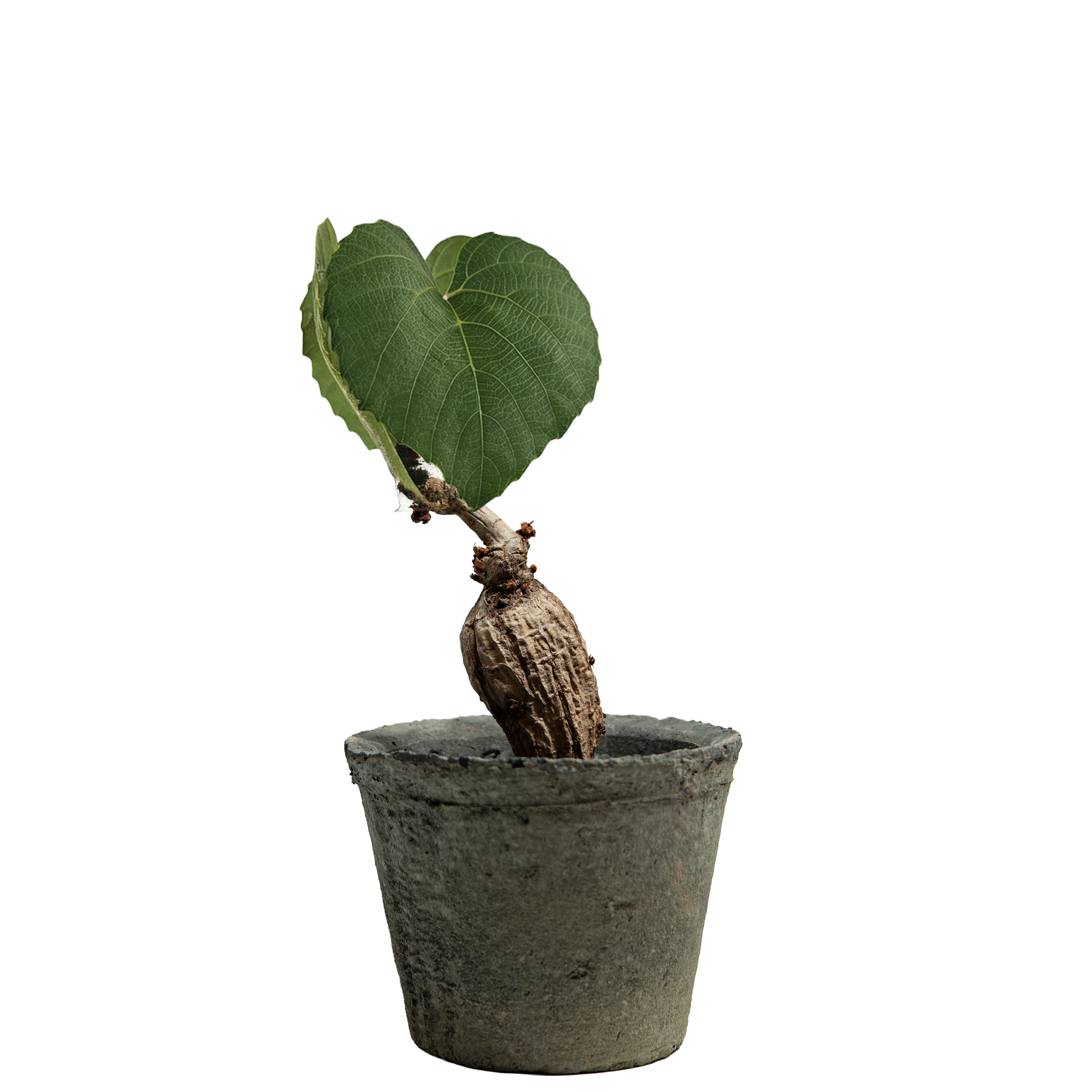 ampelocissus martini (wild grape)