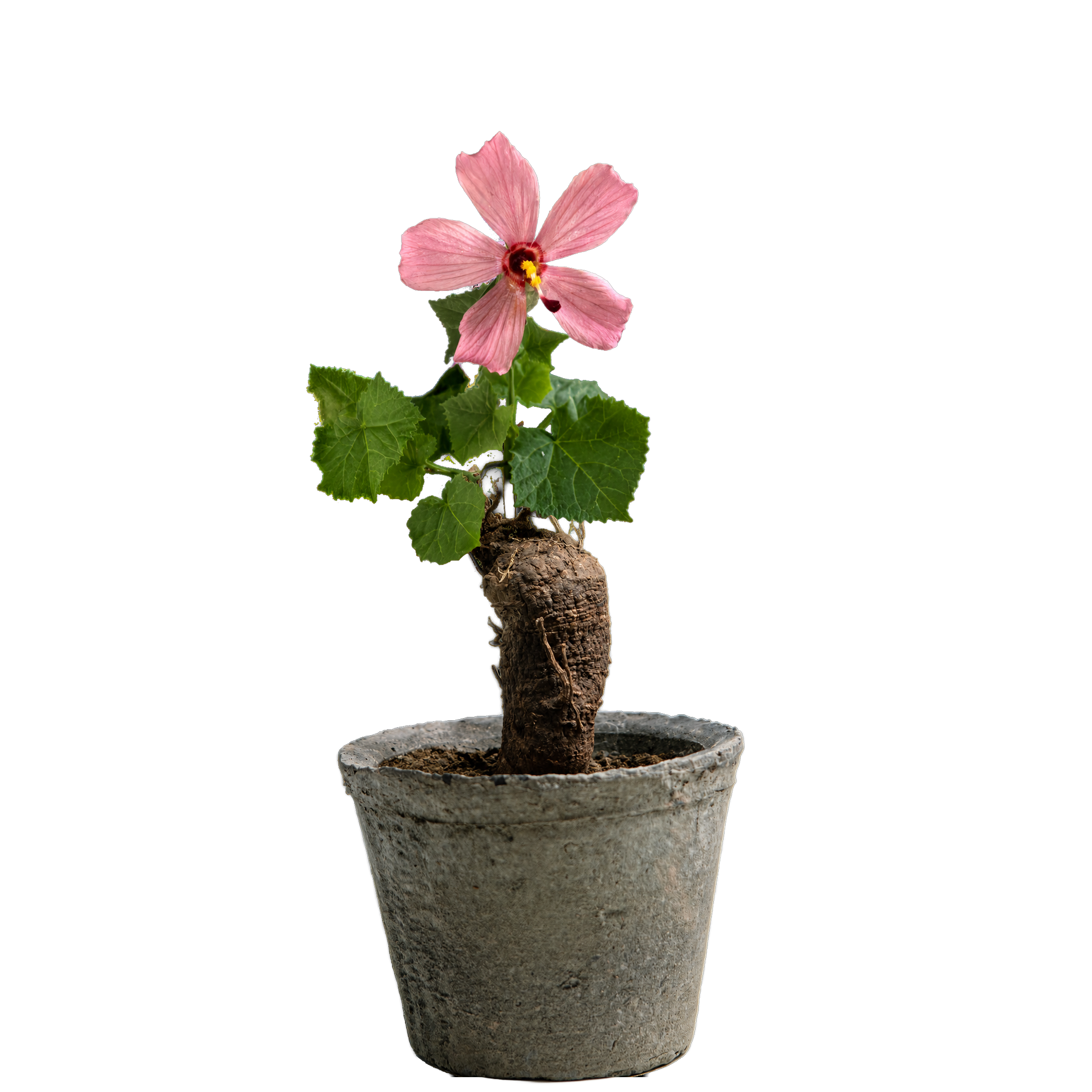 abelmoschus moschatus medik